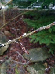 Pelegrina flavipes