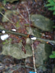 Pelegrina flavipes