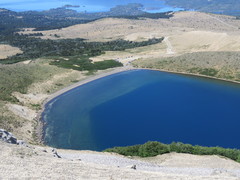 Atelognathus patagonicus