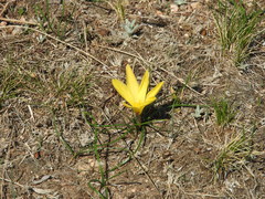 Zephyranthes filifolia