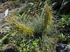 Aciphylla squarrosa squarrosa