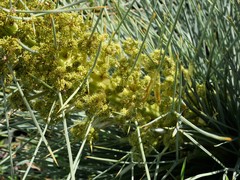 Aciphylla squarrosa squarrosa