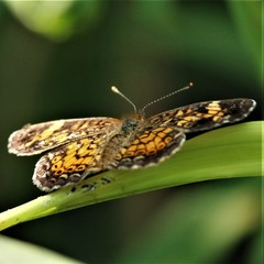 Phyciodes batesii