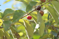 Malpighia mexicana