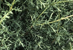Cupressus × leylandii
