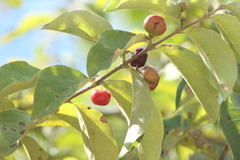 Malpighia mexicana
