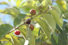 Malpighia mexicana