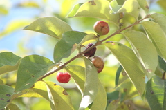 Malpighia mexicana