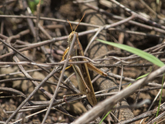 Schistocerca pallens