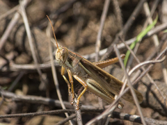 Schistocerca pallens