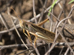 Schistocerca pallens