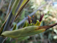 Phormium cookianum hookeri