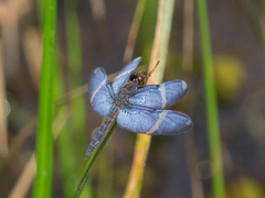 Zenithoptera lanei