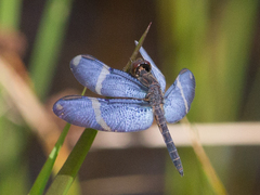Zenithoptera lanei