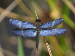 Zenithoptera lanei