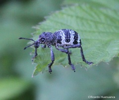 Aegorhinus superciliosus