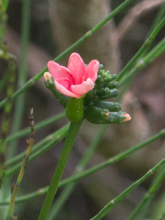 Psiguria ternata