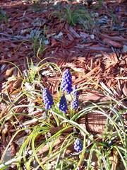Muscari armeniacum