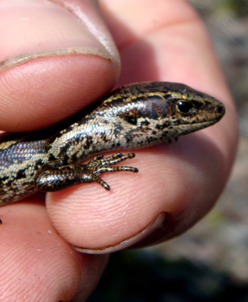 Speckled Skink