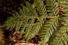 Lastreopsis marginans