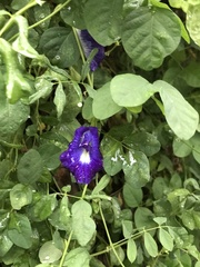 Clitoria ternatea