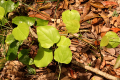 Streptothamnus moorei