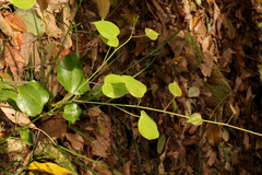 Streptothamnus moorei