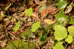 Streptothamnus moorei