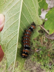 Dysschema leucophaea