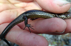 Oligosoma