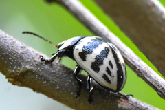 Platyphora flavozonata