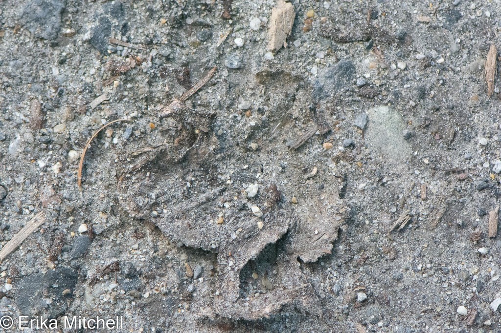 Frogs and Toads from Caledonia, Vermont, United States on September 11 ...