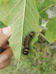 Dysschema leucophaea