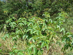 Jatropha flavovirens