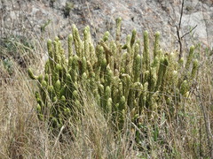 Phlegmariurus saururus