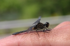 Leucorrhinia frigida