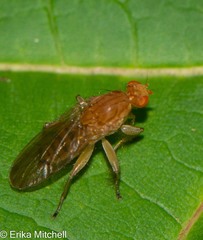 Suillia longipennis