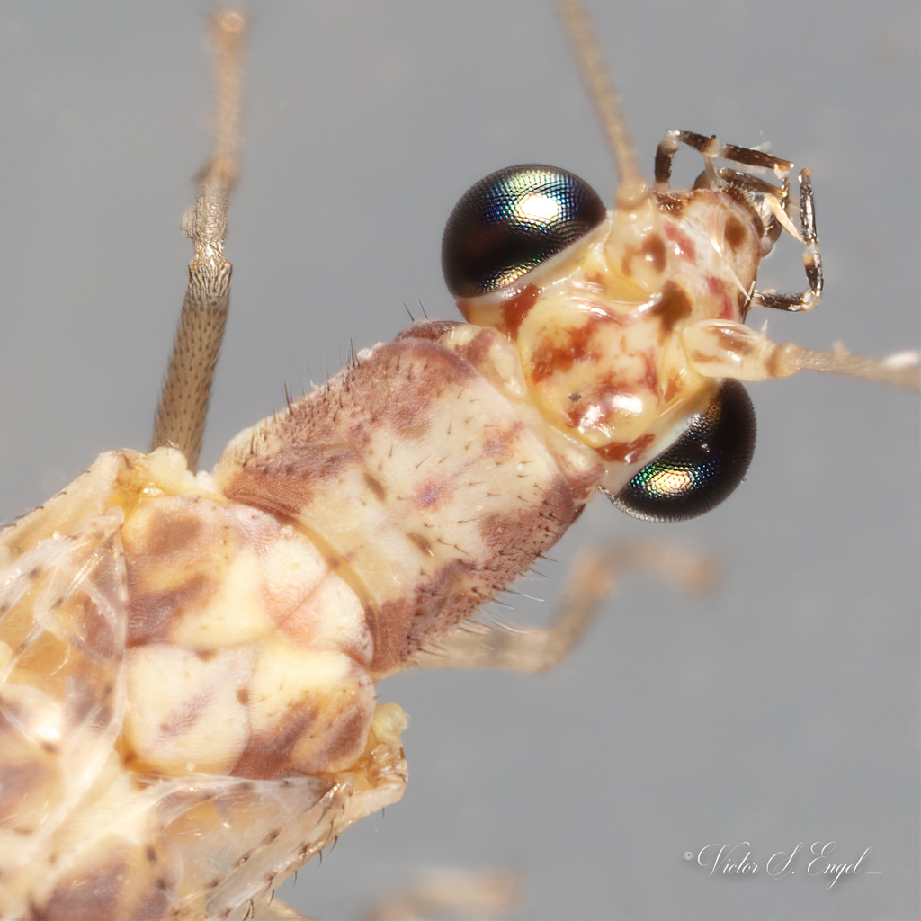 Eremochrysa punctinervis
