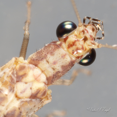 Eremochrysa punctinervis