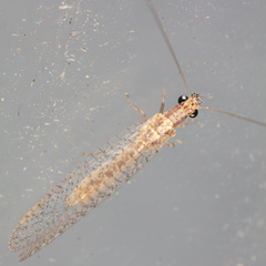 Eremochrysa punctinervis