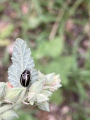 Desmogramma