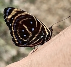 Callicore texa heroica