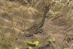 Rhinella limensis