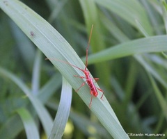 Chenoderus testaceus