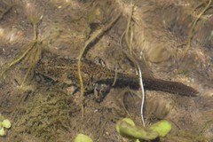 Rhinella limensis