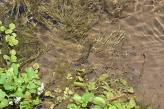 Rhinella limensis