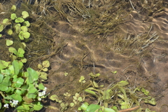Rhinella limensis