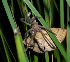 Neosparassus diana