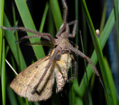 Neosparassus diana