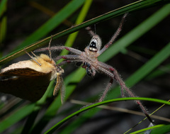 Neosparassus diana